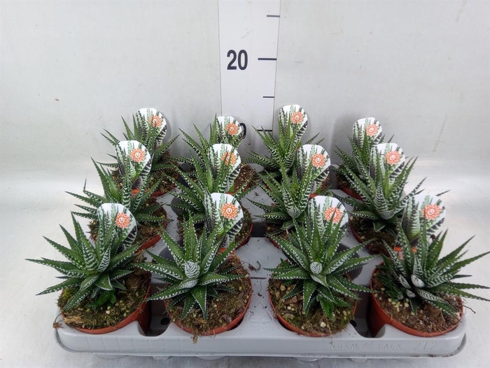<h4>Haworthia fasciata 'Big Band'</h4>
