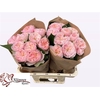 Rosa Garden Tender Love