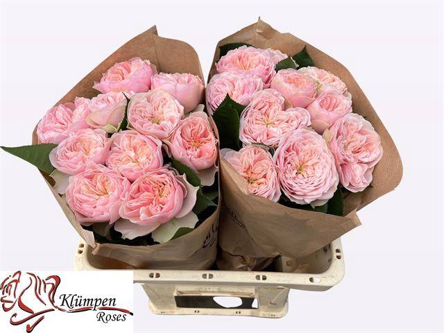 <h4>Rosa Garden Tender Love</h4>