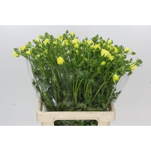 Ranunculus Butterfly Helios