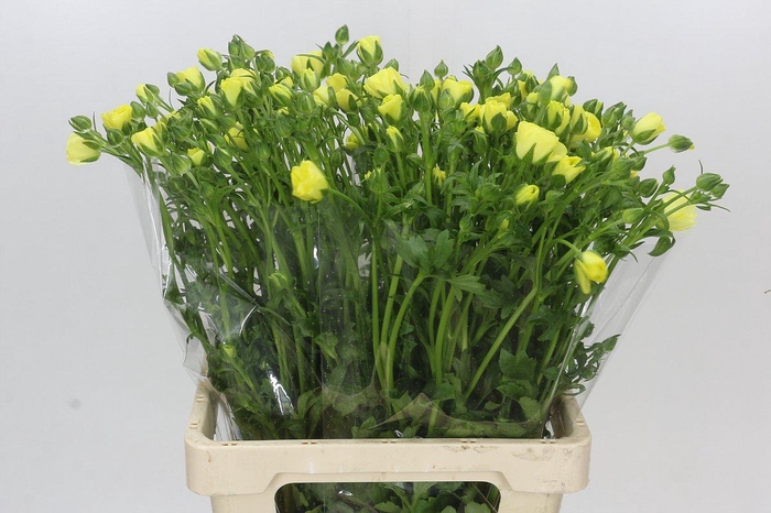 <h4>Ranunculus Butterfly Helios</h4>