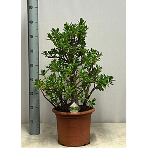 CRASS OVATA