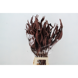 DF Strelitzia Leaf Metal Bord.
