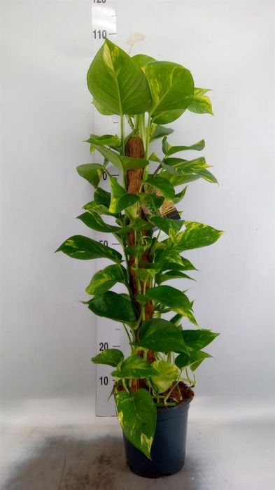 <h4>Epipremnum pinn.   ...moss stick</h4>