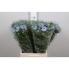 Nige D Mystry Blue
