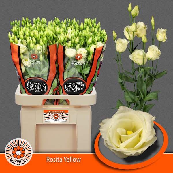 <h4>Eust Rosita Yellow Waalzicht</h4>