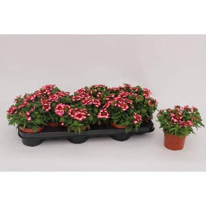 Verbena  'Magelana Pink Swirl'