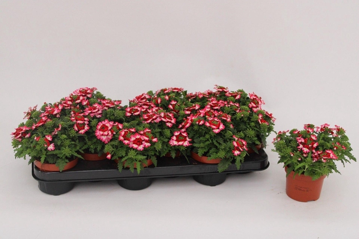 <h4>Verbena 'Magelana Pink Swirl'</h4>