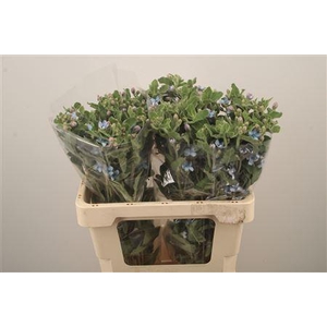 Oxypetalum Tan Pur Blue