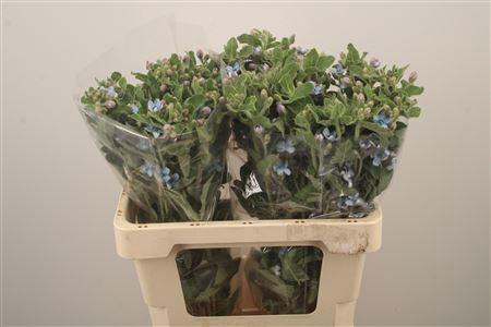 <h4>Oxypetalum Tan Pur Blue</h4>