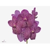 Vanda Lipstick