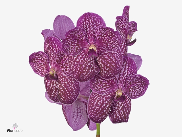 Vanda Lipstick