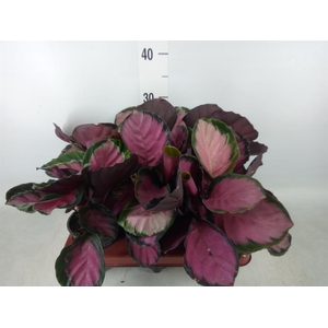 Calathea roseopicta 'Crimson'