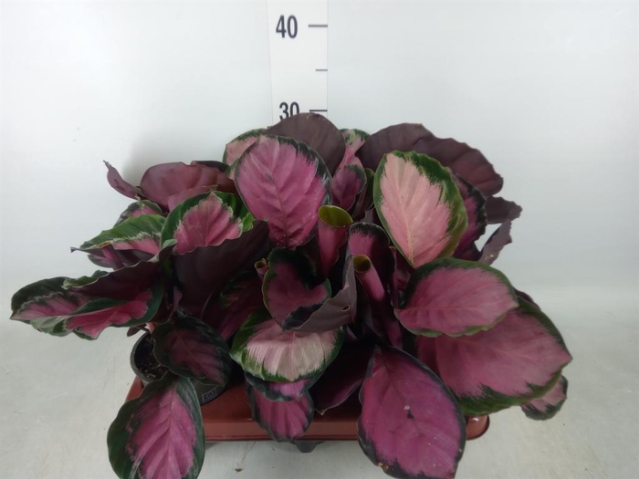 <h4>Calathea roseopicta 'Crimson'</h4>