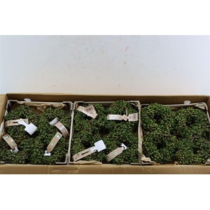 Wr Sierfruit Juniperus Green 12cm