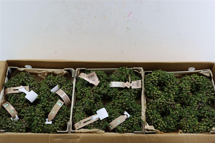 <h4>Wr Sierfruit Juniperus Red 12cm</h4>