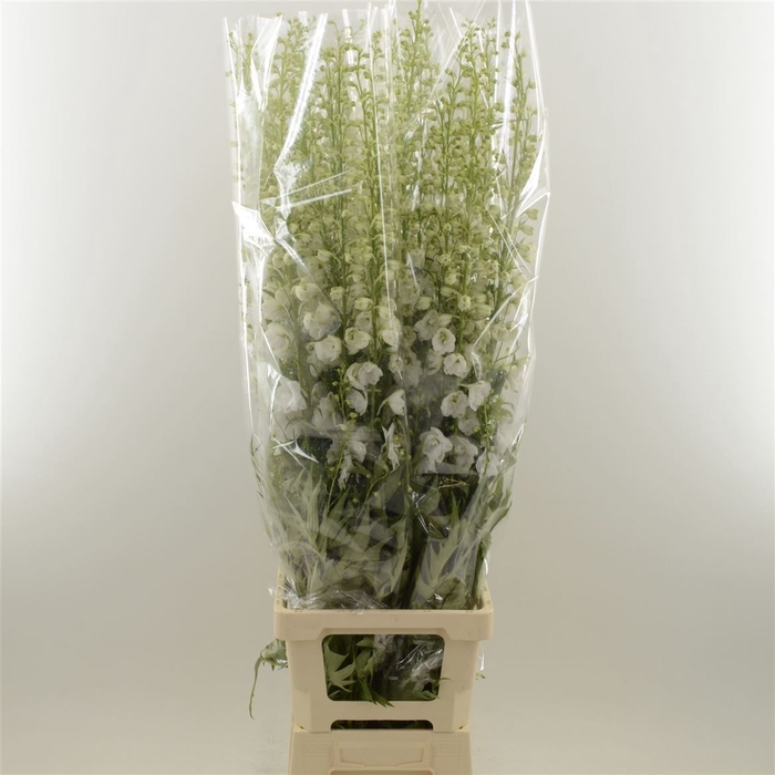 <h4>Delphinium double Aurora White</h4>