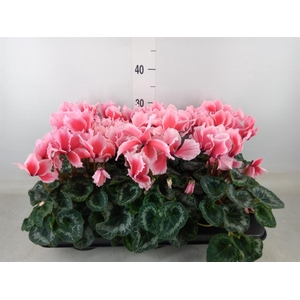 Cyclamen GR 'Halios Curly Litchi'