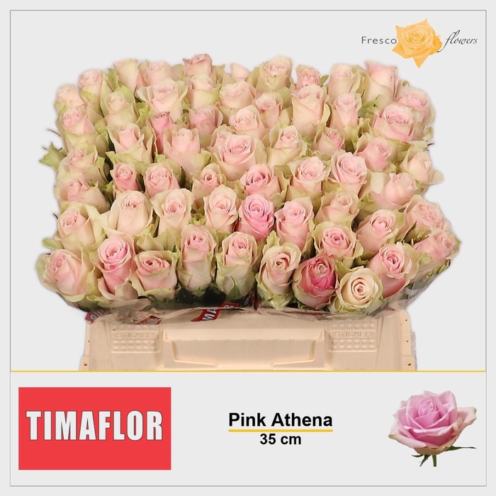 <h4>R GR PINK ATHENA</h4>