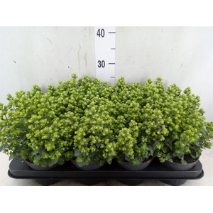 Origanum vulgare
