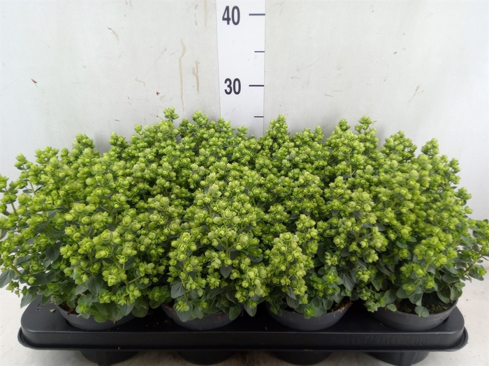 <h4>Origanum vulgare</h4>
