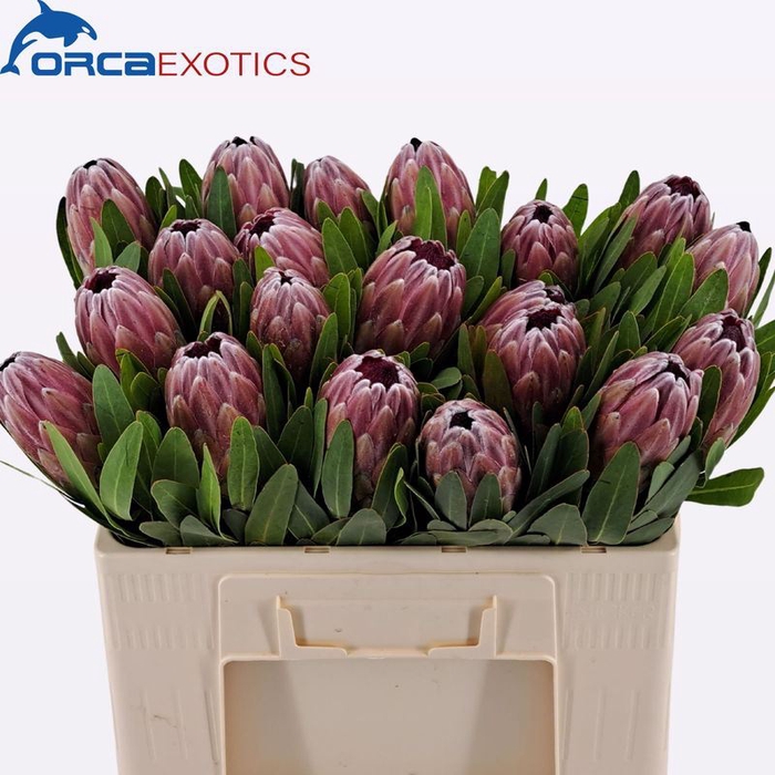 <h4>Protea Pink Ice</h4>