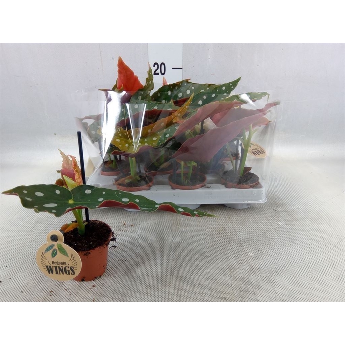 <h4>Begonia maculata</h4>