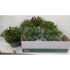 Chrysanthemum gemengd 6klr.