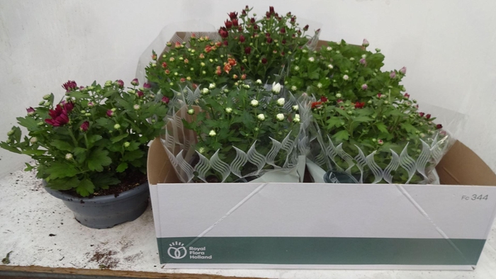 <h4>Chrysanthemum gemengd 6klr.</h4>
