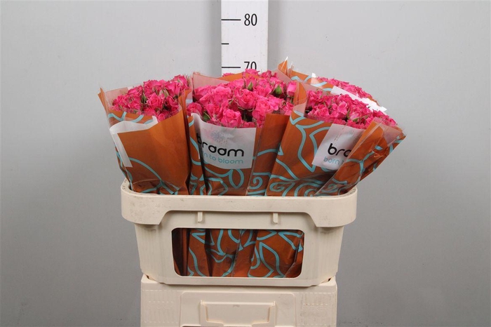 <h4>R Tr Lianne</h4>