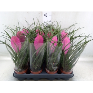 Tillandsia cyanea 'Anita'