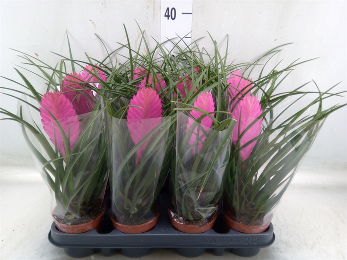<h4>Tillandsia cyanea 'Anita'</h4>