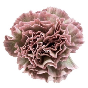 DI ST MOLLY ROSA MARRONE