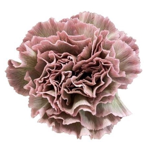 DI ST MOLLY ROSA MARRONE