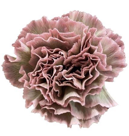 <h4>DI ST MOLLY ROSA MARRONE</h4>