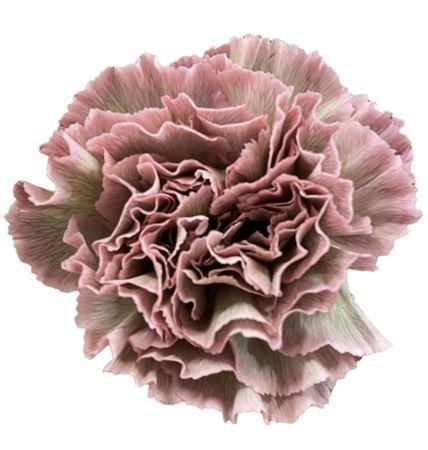 <h4>Di St Molly Rosa Marrone</h4>