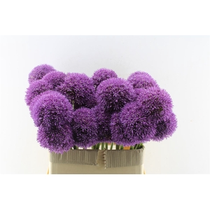 Allium Grootbloemig