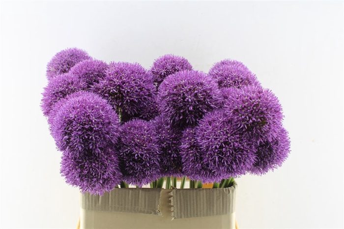 <h4>Allium Grootbloemig</h4>