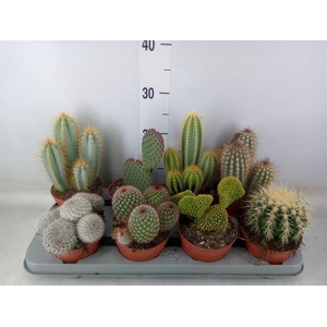 Cactus   ...mix