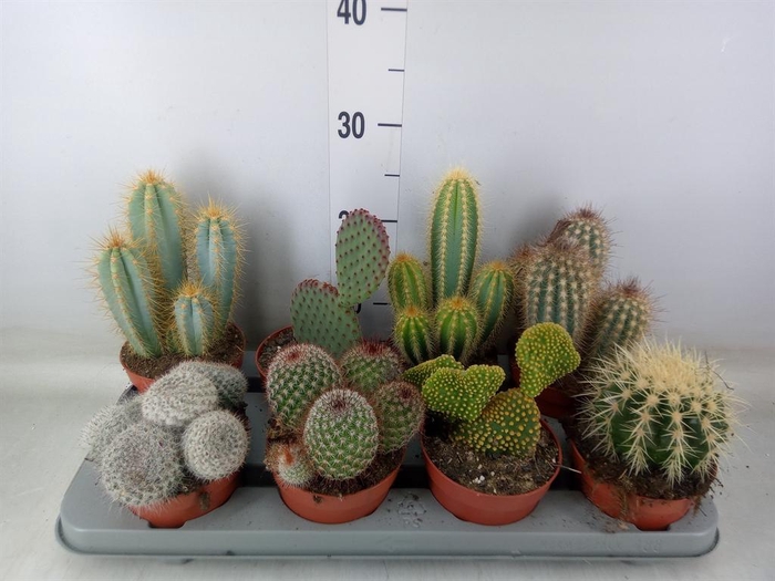 <h4>Cactus   ...mix</h4>