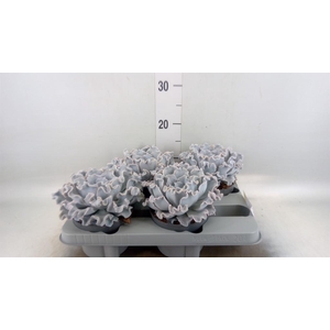 Echeveria   ...