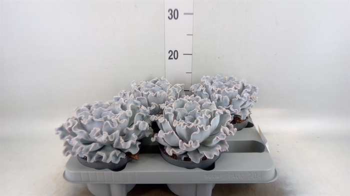 <h4>Echeveria   ...</h4>