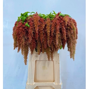 Amaranthus Spider Brown Iterson