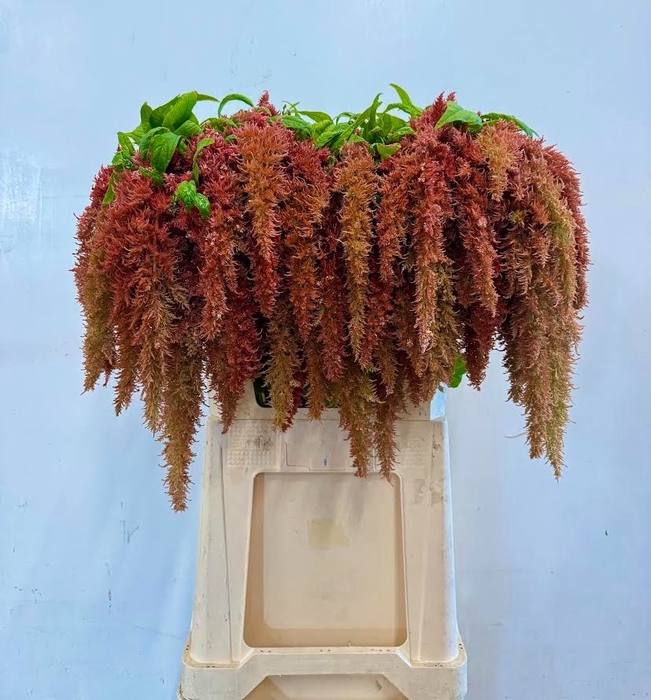 <h4>Amaranthus Spider Brown Iterson</h4>