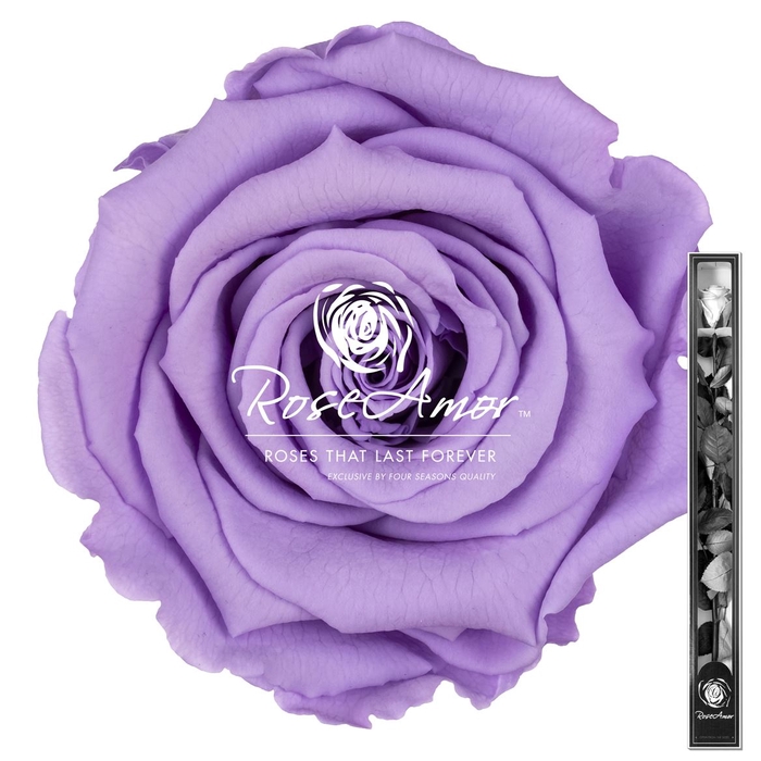 60cm Stem Vio03