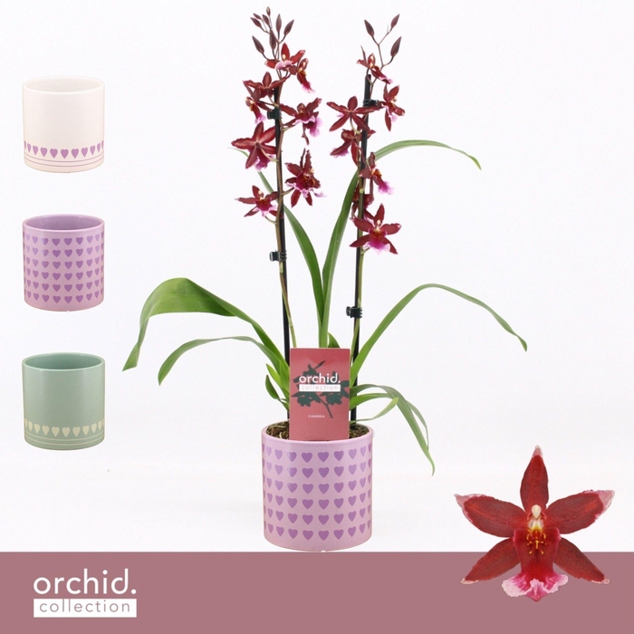 <h4>Barrocco Red, 2-spike in Horizon Love 'Orchid Collection'</h4>
