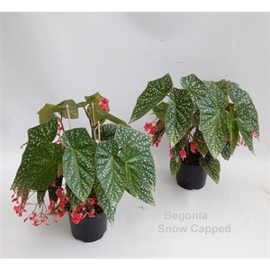 Begonia Snow Capped 14cm