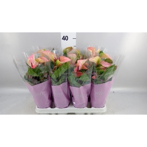 Anthurium  'Matata'