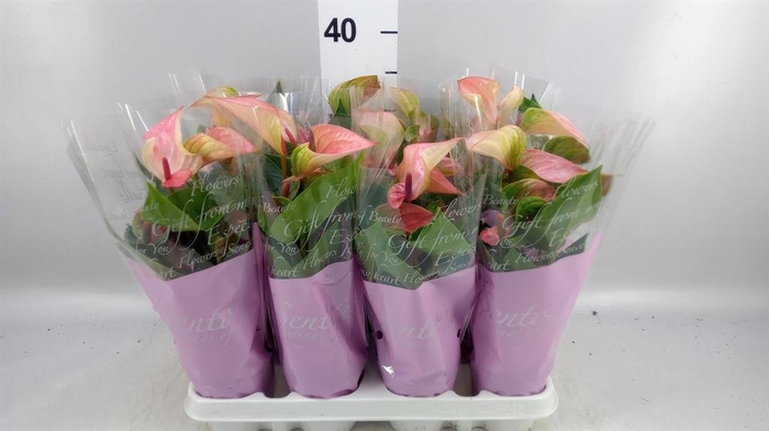<h4>Anthurium  'Matata'</h4>