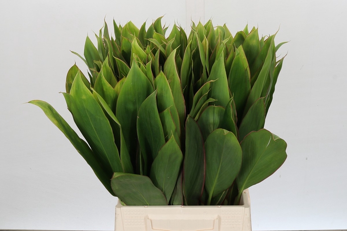 <h4>Cordyline Tops Green White Edge</h4>